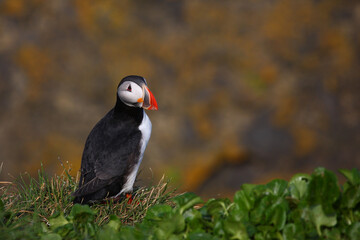 Papageitaucher / Atlantic puffin / Fratercula arctica