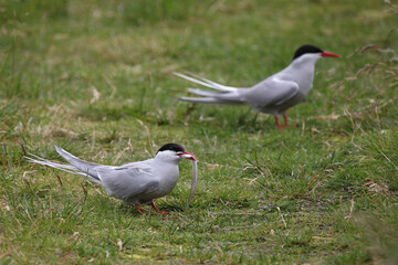 Küstenseeschwalbe / Arctic tern / Sterna paradisaea..