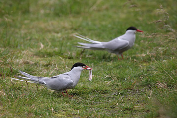 Küstenseeschwalbe / Arctic tern / Sterna paradisaea..