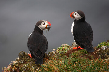 Papageitaucher / Atlantic puffin / Fratercula arctica..