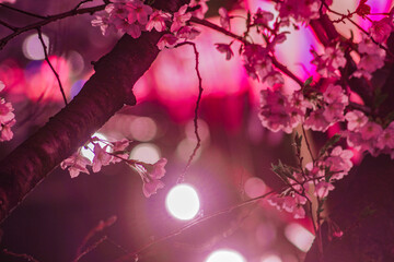 目黒川の夜桜（中目黒）