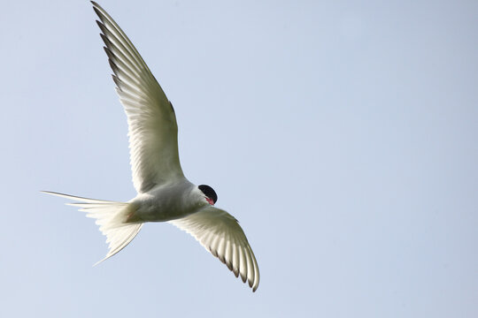 K&uuml;stenseeschwalbe / Arctic tern / Sterna paradisaea.