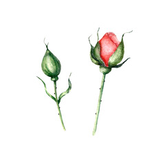 Watercolor rosebud. Spring floral set. Watercolor and graphic botanical illustration. - 490361409