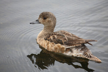 Schnatterente / Gadwall / Mareca strepera