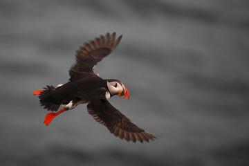 Papageitaucher / Atlantic puffin / Fratercula arctica.