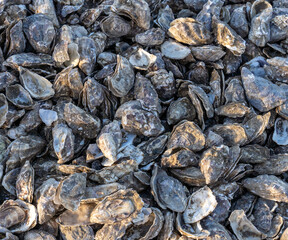 Fototapeta na wymiar oyster shells