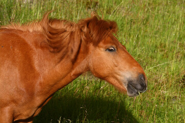 Islandpferd / Icelandic horse / Equus ferus caballus