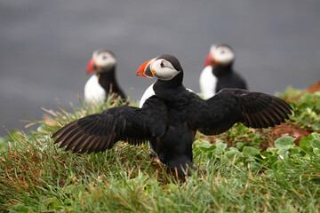 Papageitaucher / Atlantic puffin / Fratercula arctica