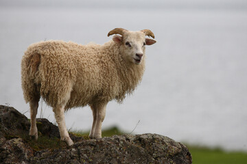 Schaf / Sheep / Ovis..