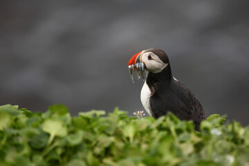 Papageitaucher / Atlantic puffin / Fratercula arctica..