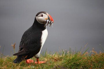 Papageitaucher / Atlantic puffin / Fratercula arctica..