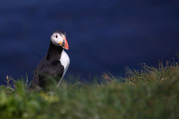 Papageitaucher / Atlantic puffin / Fratercula arctica