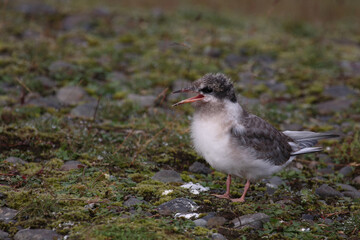 Küstenseeschwalbe / Arctic tern / Sterna paradisaea.