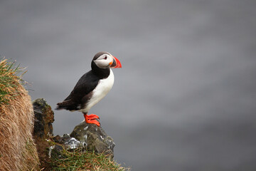 Papageitaucher / Atlantic puffin / Fratercula arctica