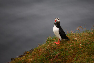 Papageitaucher / Atlantic puffin / Fratercula arctica..