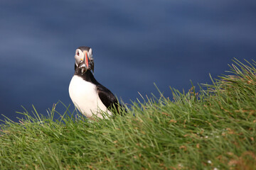 Papageitaucher / Atlantic puffin / Fratercula arctica..