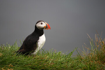 Fototapeta premium Papageitaucher / Atlantic puffin / Fratercula arctica