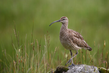 Regenbrachvogel / Eurasian whimbrel / Numenius phaeopus