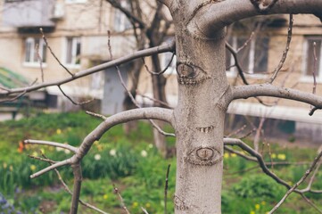 Tree trunk with scars from pruning in form of eyes