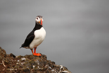 Papageitaucher / Atlantic puffin / Fratercula arctica