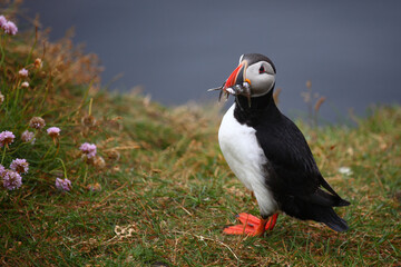 Papageitaucher / Atlantic puffin / Fratercula arctica..