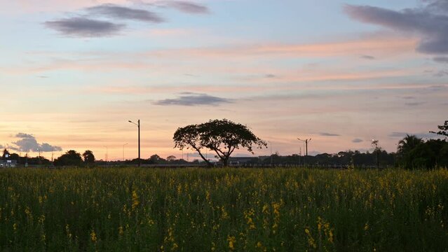 Sunn hemp, Indian hemp, Crotalaria juncea yellow blossom tropical plant with clouds on field at the sunset