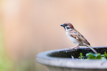 Asian sparrow, in the garden, north of Thailand.