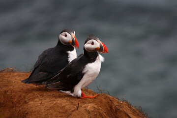 Papageitaucher / Atlantic puffin / Fratercula arctica