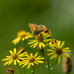 Small Cooper Butterfly Feeding on Ragwort