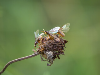 Flying Yellow Meadow Ants on a Dead Clover Flower Head