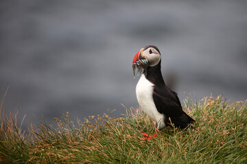 Papageitaucher / Atlantic puffin / Fratercula arctica..