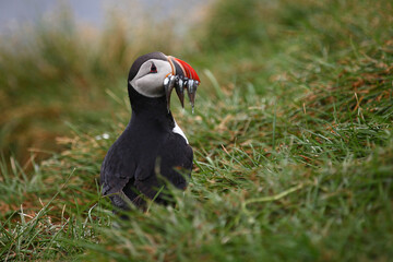Papageitaucher / Atlantic puffin / Fratercula arctica..