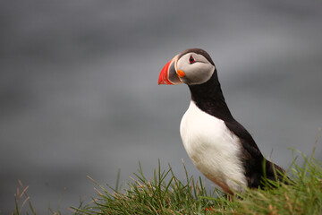 Papageitaucher / Atlantic puffin / Fratercula arctica