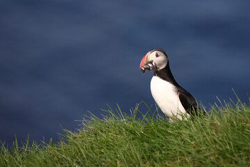 Papageitaucher / Atlantic puffin / Fratercula arctica..