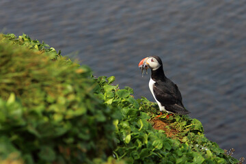 Papageitaucher / Atlantic puffin / Fratercula arctica..