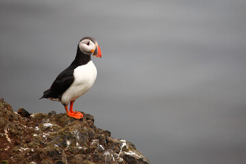 Papageitaucher / Atlantic puffin / Fratercula arctica