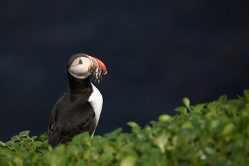 Papageitaucher / Atlantic puffin / Fratercula arctica..