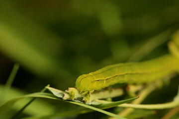 Herald Moth caterpillar. Scientific name Scoliopteryx libatrix. Focus is on the head of the caterpillar.