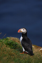 Papageitaucher / Atlantic puffin / Fratercula arctica
