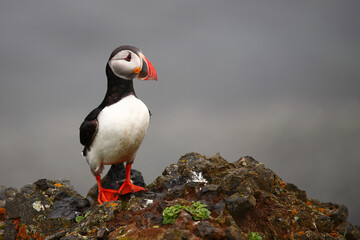 Papageitaucher / Atlantic puffin / Fratercula arctica