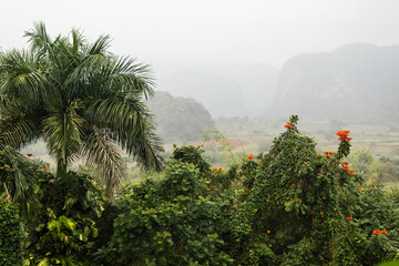 Fototapeta na wymiar Beautiful Vinales Valley with palm trees and fog. Amazing green landscape of Cuba