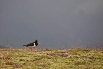 Austernfischer / Eurasian oystercatcher or Common pied oystercatcher / Haematopus ostralegus