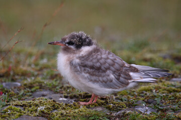 Küstenseeschwalbe / Arctic tern / Sterna paradisaea.