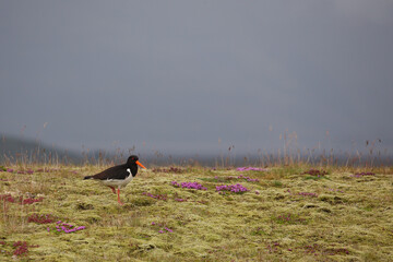 Austernfischer / Eurasian oystercatcher or Common pied oystercatcher / Haematopus ostralegus