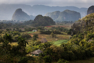 Fototapeta na wymiar Beautiful Vinales Valley with palm trees and fog. Amazing green landscape of Cuba