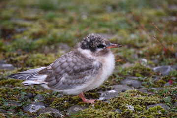 Küstenseeschwalbe / Arctic tern / Sterna paradisaea.