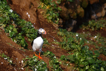 Papageitaucher / Atlantic puffin / Fratercula arctica