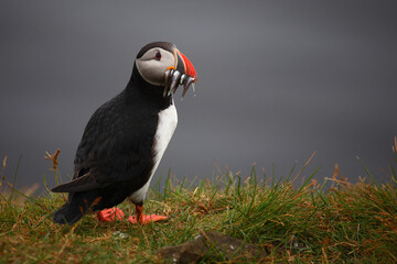 Papageitaucher / Atlantic puffin / Fratercula arctica..