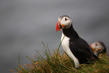 Papageitaucher / Atlantic puffin / Fratercula arctica