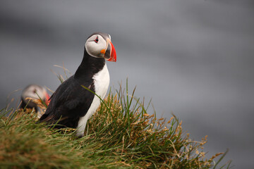 Papageitaucher / Atlantic puffin / Fratercula arctica